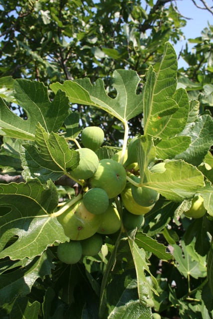 2020 crop of figs